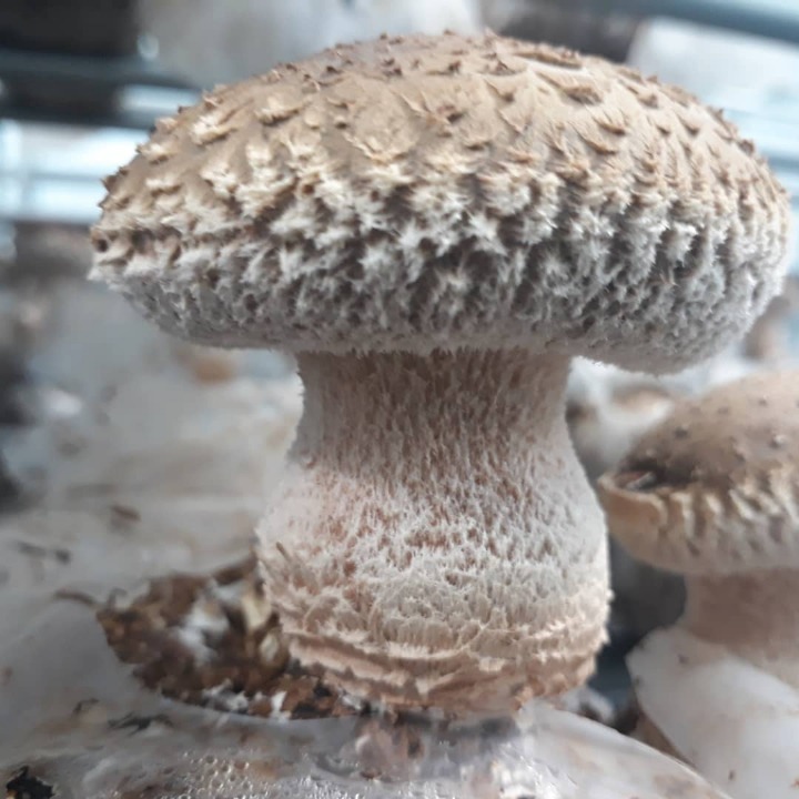 무농약 꼼지락농부의 송화고버섯 일반형(중품1kg) - 상세 이미지 4