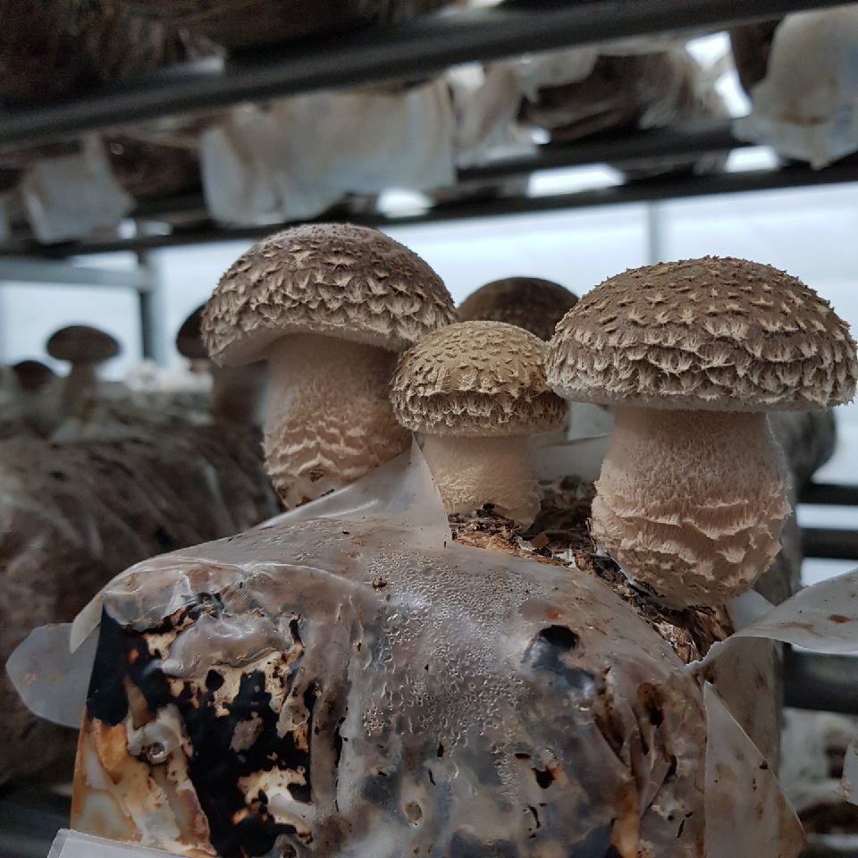 무농약 꼼지락농부의 송화고버섯 일반형(중품1kg) - 상세 이미지 2