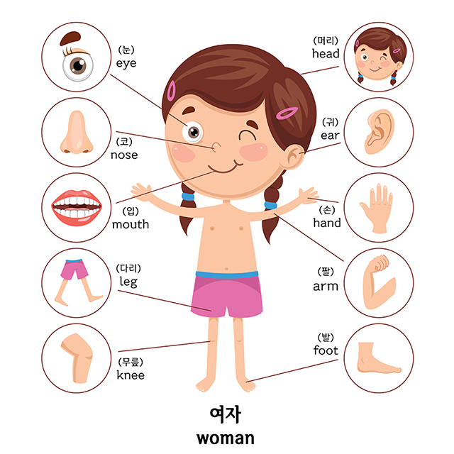 아기포스터 유아 벽보 신체 학습 A3 소형 어린이 벽그림 공부 방수포스터 - 상세 이미지 3