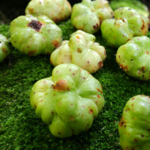 개다래열매즙 액기스 충영 자연산100% 국내산 53포 맛있게 먹은 솔직 후기 - 상품 이미지 3