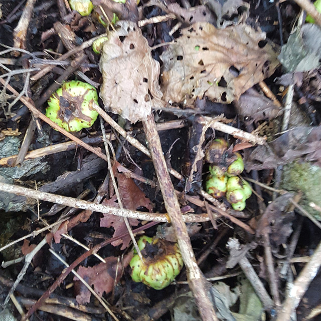 개다래열매즙 액기스 충영 자연산100% 국내산 53포 이미지 4