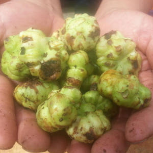 개다래열매즙 액기스 충영 자연산100% 국내산 53포 맛있게 먹은 솔직 후기 - 상품 이미지 2