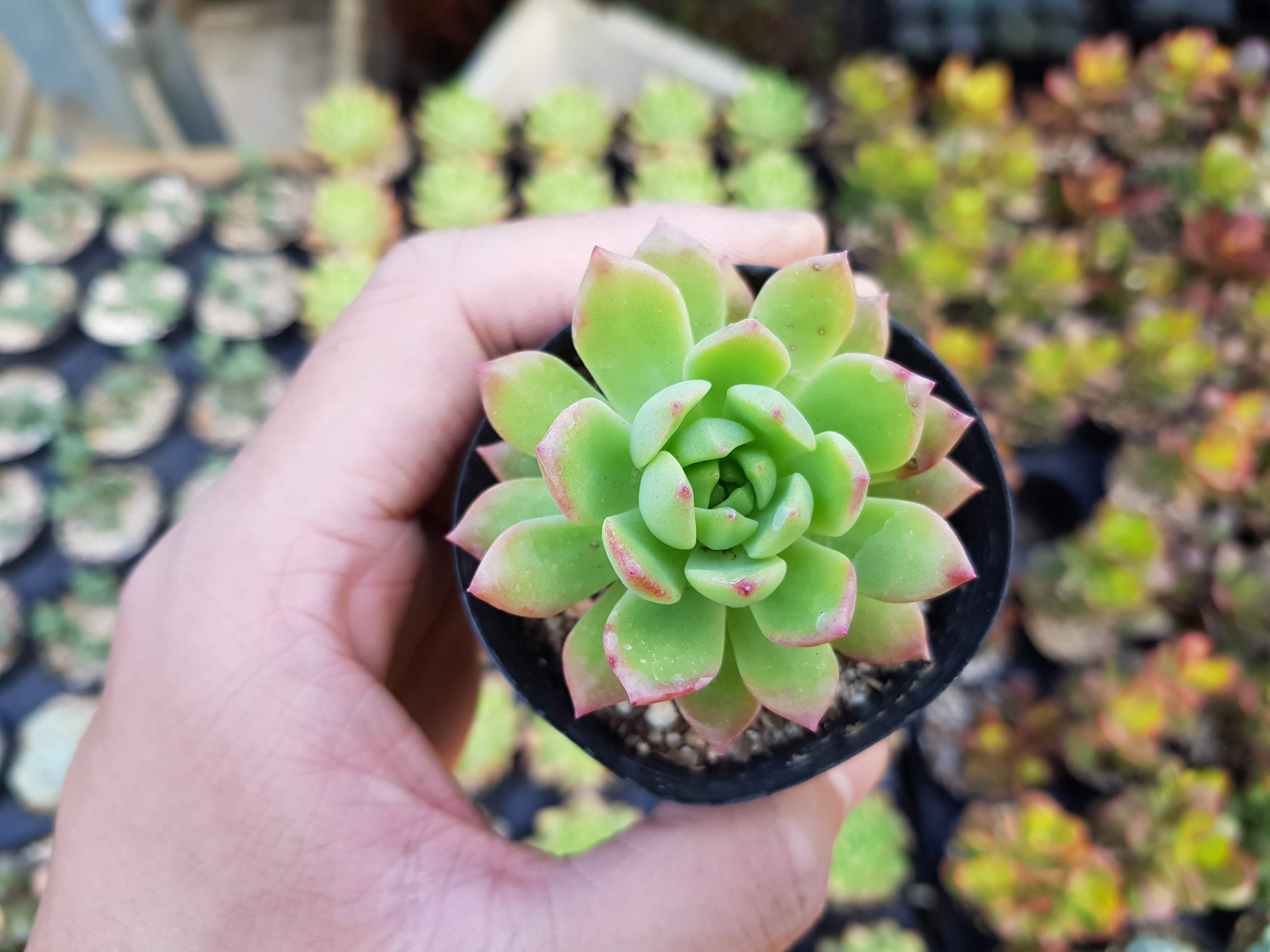 다육이 화분 도매 전문