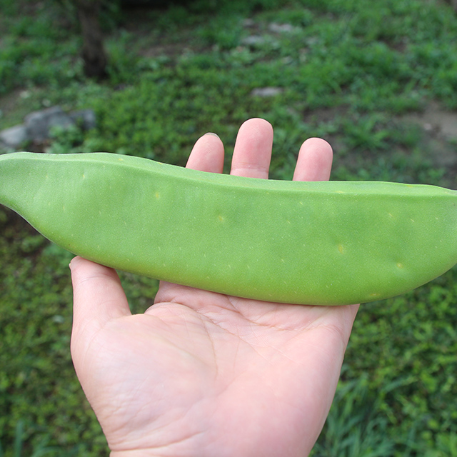 지리산농부들의 작두콩차 100g 서리맞은무엿과 함께 드세요. - 상세 이미지 2