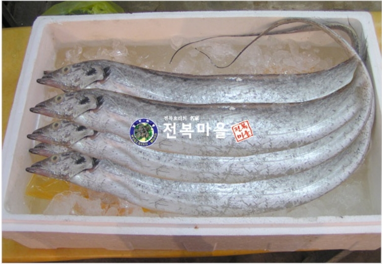 목포 먹갈치 특대갈치1마리 (600-800g내외) 목포갈치 생갈치 통갈치(조업당일상품)