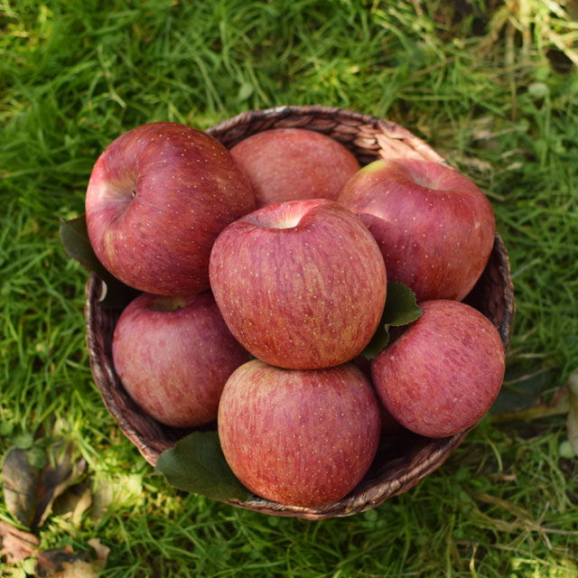 고당도 햇 사과 부사 감홍 2kg 3kg - 상세 이미지 2