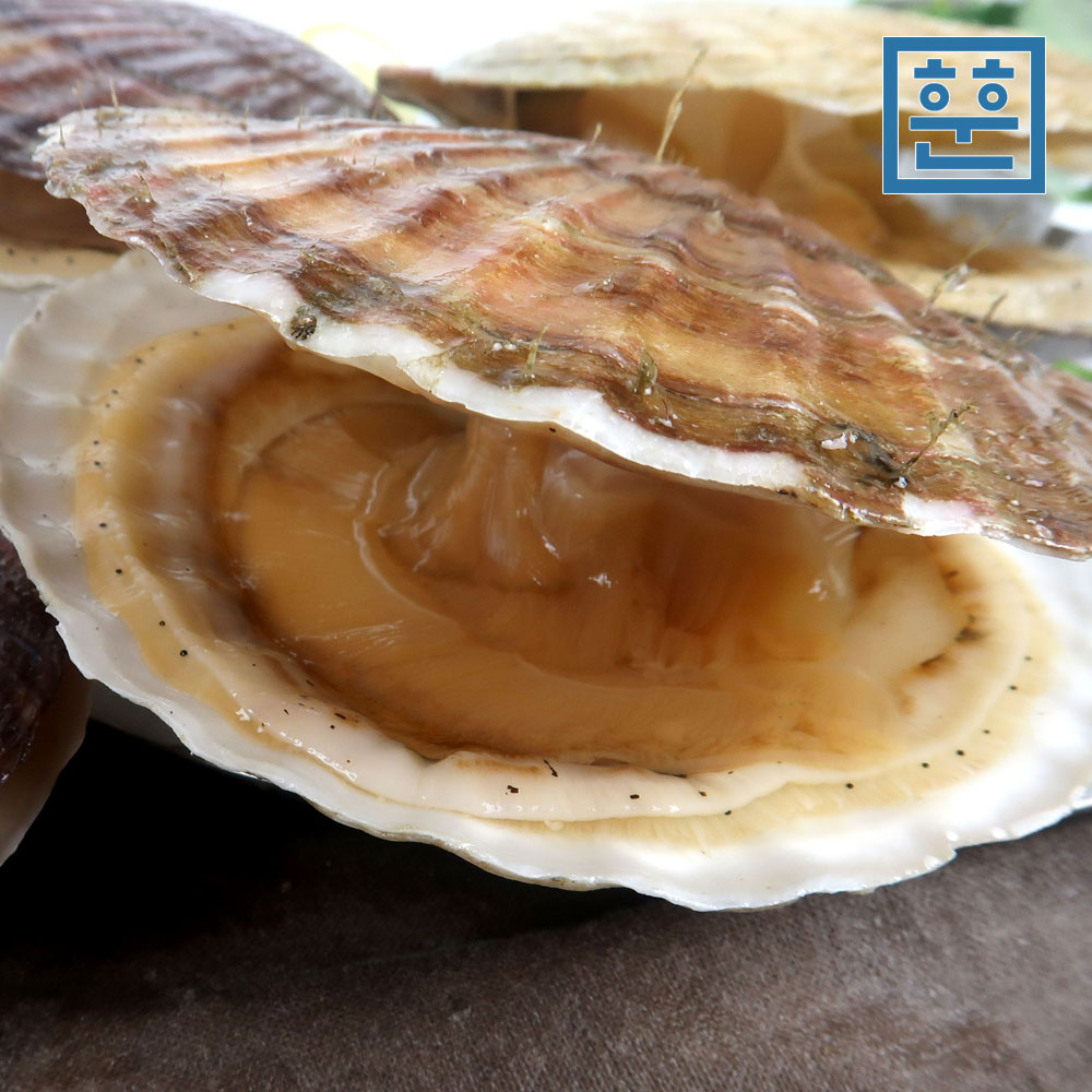 훈훈수산 참 가리비 특대 1kg - 상세 이미지 4