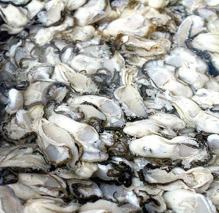 생굴 깐굴 알굴 500g 통영굴 여수굴 - 상세 이미지 2