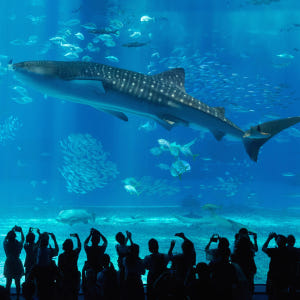 오키나와 버스투어 북부 1일 츄라우미수족관 티켓포함 유투어버스 자유여행 ... 솔직 후기 | 실사용자 리뷰 분석 - 상품 이미지 3