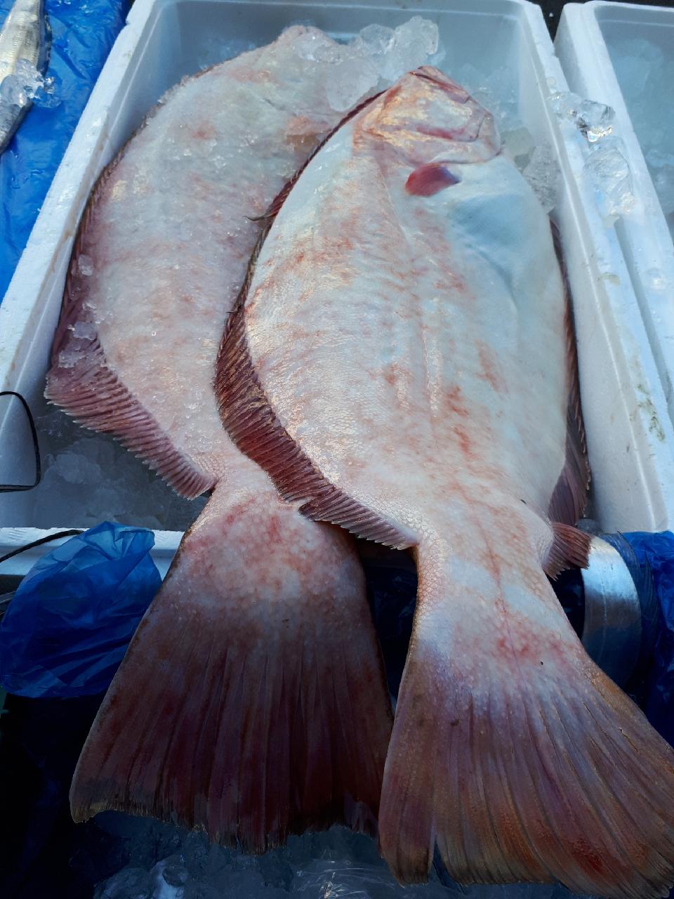 자연산 광어회 400g 생선회 광어 매운탕 (예약주문상품) - 상세 이미지 4
