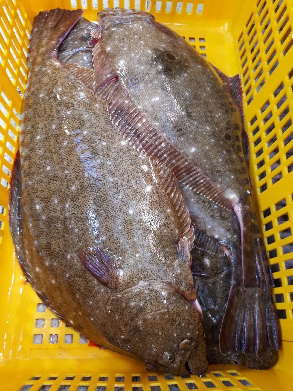 자연산 광어회 400g 생선회 광어 매운탕 (예약주문상품) - 상세 이미지 3