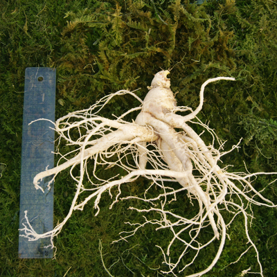 금산 참 인삼 수삼 난발삼 특대 750g  6-8뿌리 한채 이미지 4