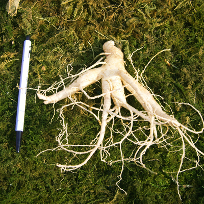 금산 참 인삼 수삼 난발삼 중 750g 12-15뿌리 한채 이미지 3