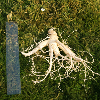 금산 참 인삼 수삼 난발삼 중 750g 12-15뿌리 한채 이미지 4