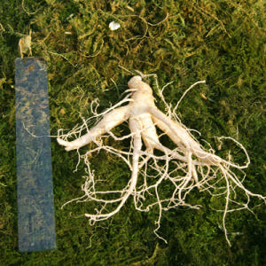 금산 참 인삼 수삼 난발삼 중 750g 12-15뿌리 한채 맛있게 먹은 솔직 후기 - 상품 이미지 4