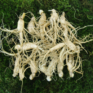 참인삼 수삼 난발삼 중 750g 한채