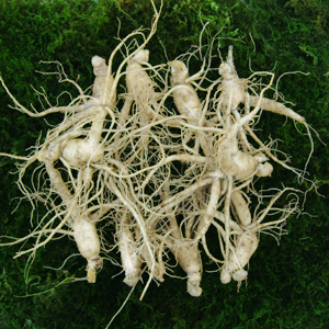 참인삼 수삼 난발삼 대750g 한채