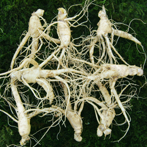 참인삼 수삼 난발삼 특대 750g 한채