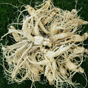 참 인삼 수삼 작은 난발삼 750g 한채