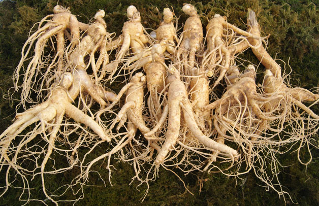 금산 참 인삼 수삼 난발삼 소 750g 한채