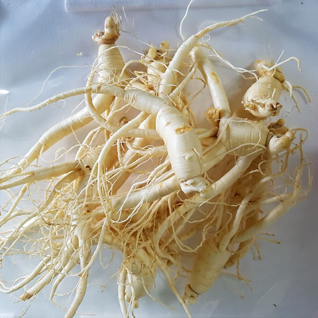 금산 참인삼 수삼 작은콩 파삼 750g 한채 - 상세 이미지 3