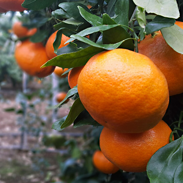 제주 레드향 직배송 프리미엄 가정용 선물세트