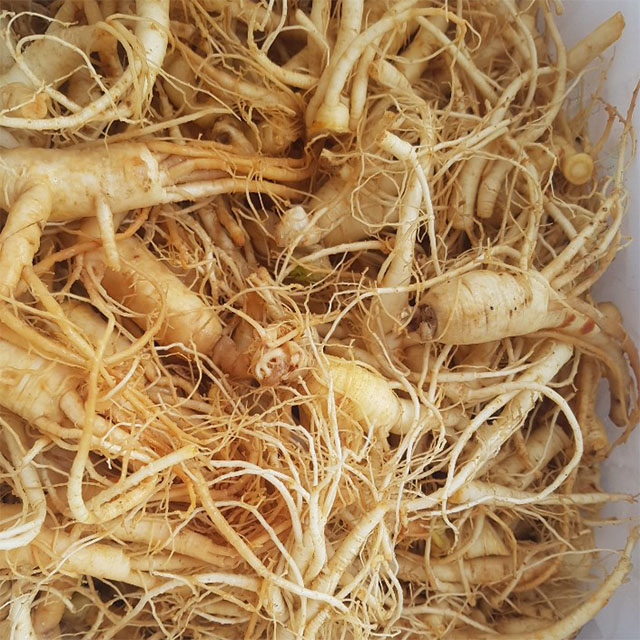 금산 참인삼 수삼 작은콩 파삼 750g 한채 - 상세 이미지 2