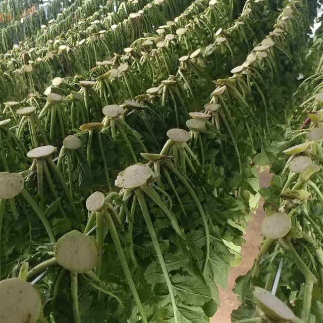 친환경 무시래기 500g 무청 부여 - 상세 이미지 2