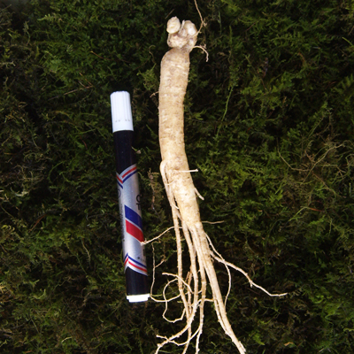 금산 참 인삼 수삼 원수삼 믹서 (21-26뿌리) 750g 이미지 3