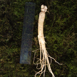 금산 참 인삼 수삼 원수삼 믹서 (21-26뿌리) 750g 맛있게 먹은 솔직 후기 - 상품 이미지 4