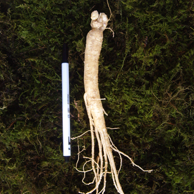 금산 참 인삼 수삼 원수삼 믹서 (21-26뿌리) 750g 이미지 2