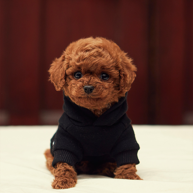 디어우 강아지 후드티 실내복 면 티셔츠 편한 애견 옷 소형견 중형견 이미지 2