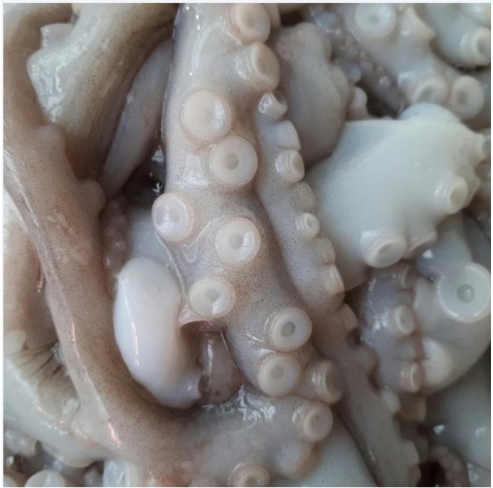 냉동낙지(대)900g (3-4마리) 낙지볶음 낙지전골 - 상세 이미지 2
