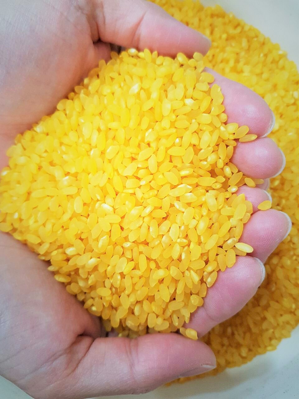 컬러기능성쌀 강황 카레쌀 황금푸드 강황쌀 1kg