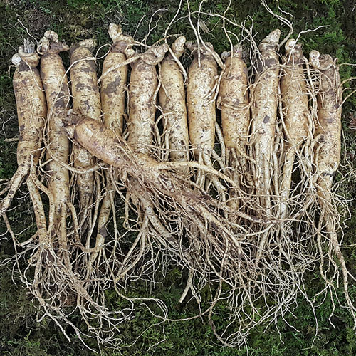 인삼 수삼 금산 인삼꿀절임 원수삼 중 1채 750g - 상품 이미지