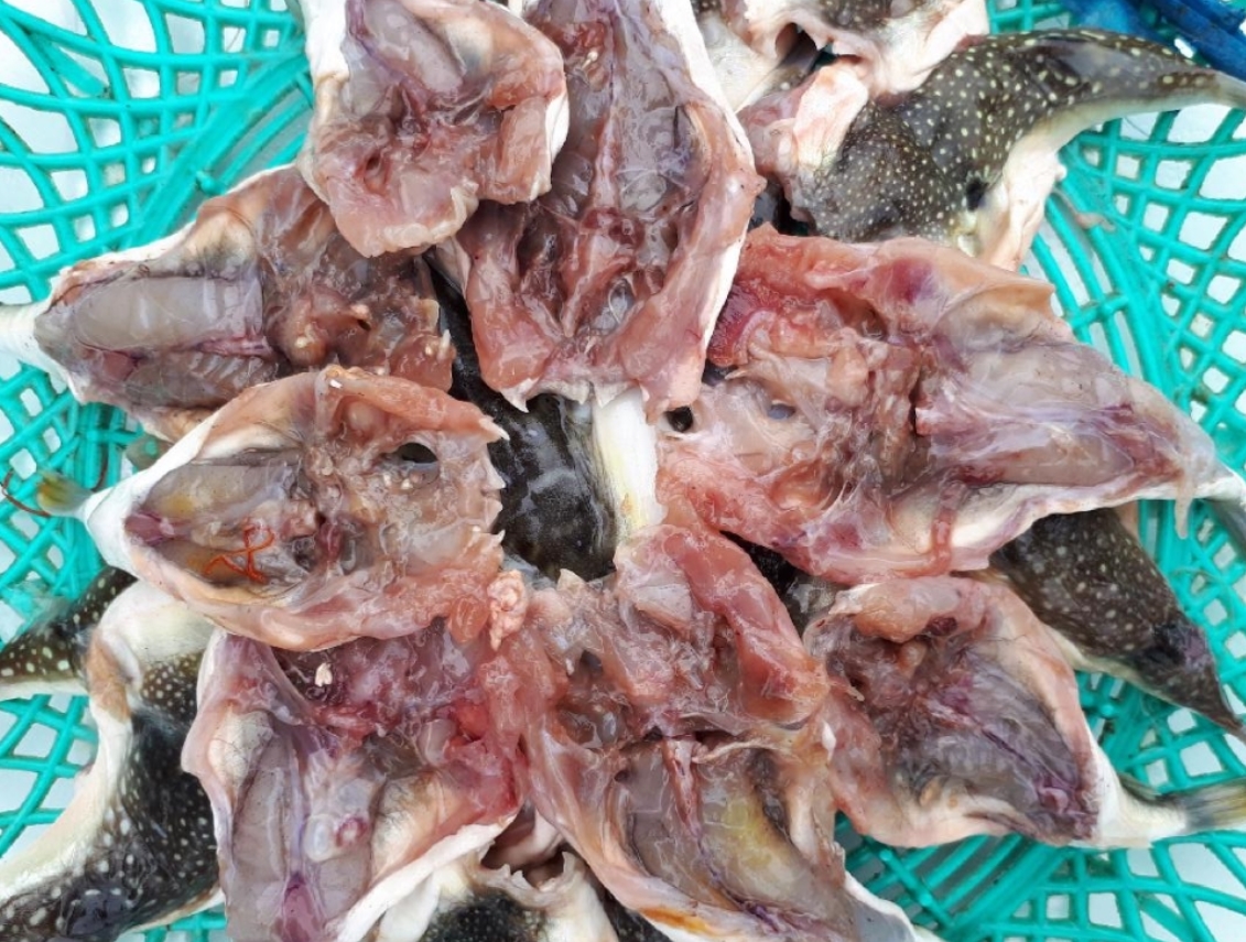 말린쫄복 500g 건조복어 생선매운탕 복어튀김 - 상세 이미지 3