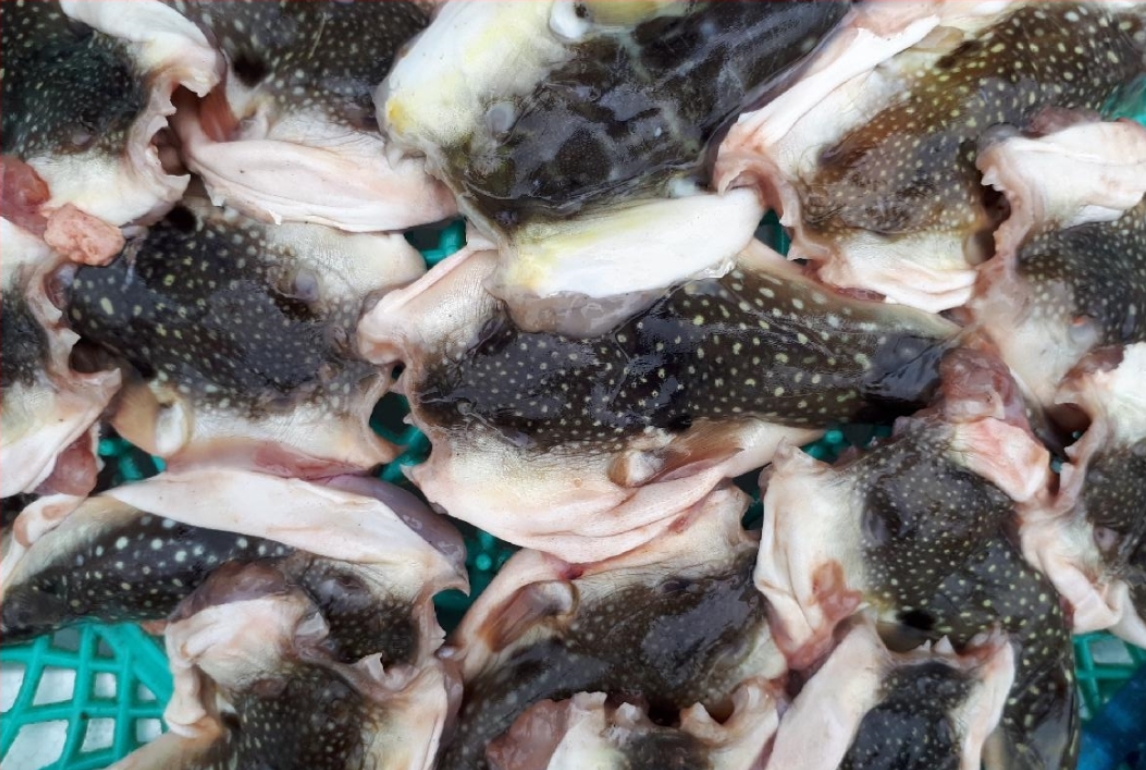 말린쫄복 500g 건조복어 생선매운탕 복어튀김 - 상세 이미지 2