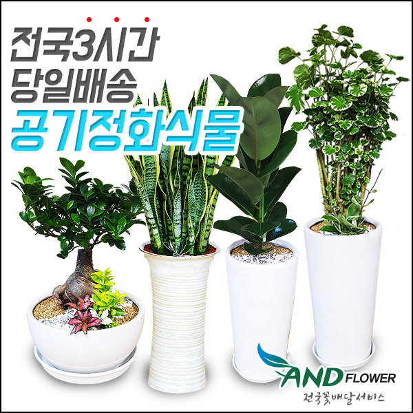 공기정화식물 - 상품 이미지