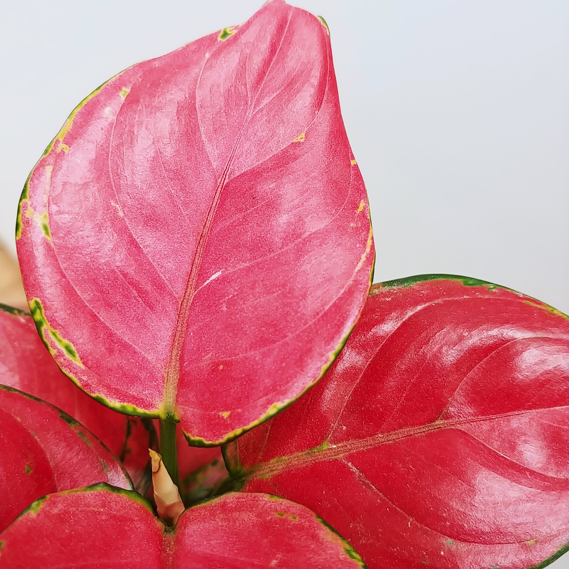 아글라오네마 지리홍 아그라오네마 레드엔젤 - 상품 이미지