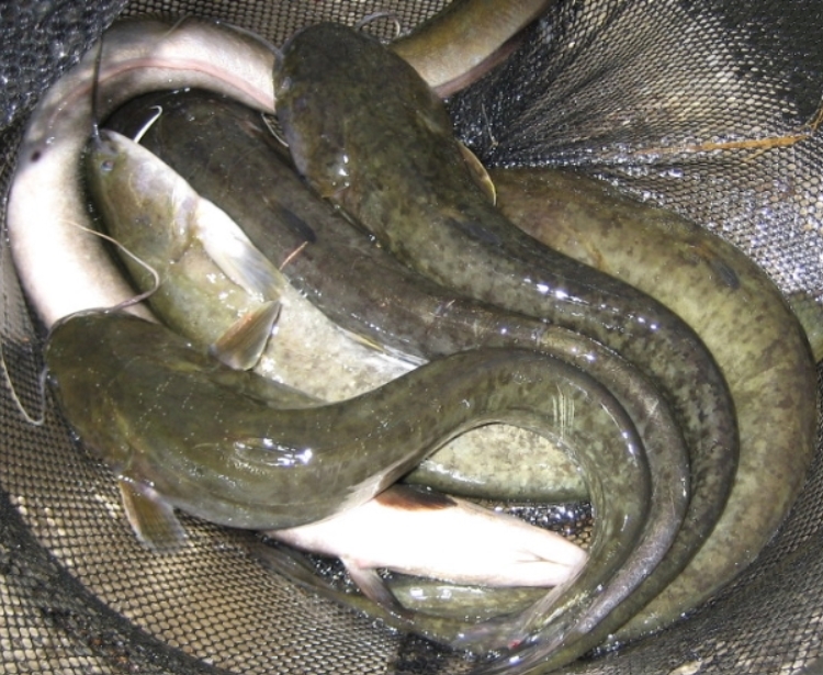 자연산메기 민물메기1kg 메기매운탕 매기 민물고기 - 상품 이미지