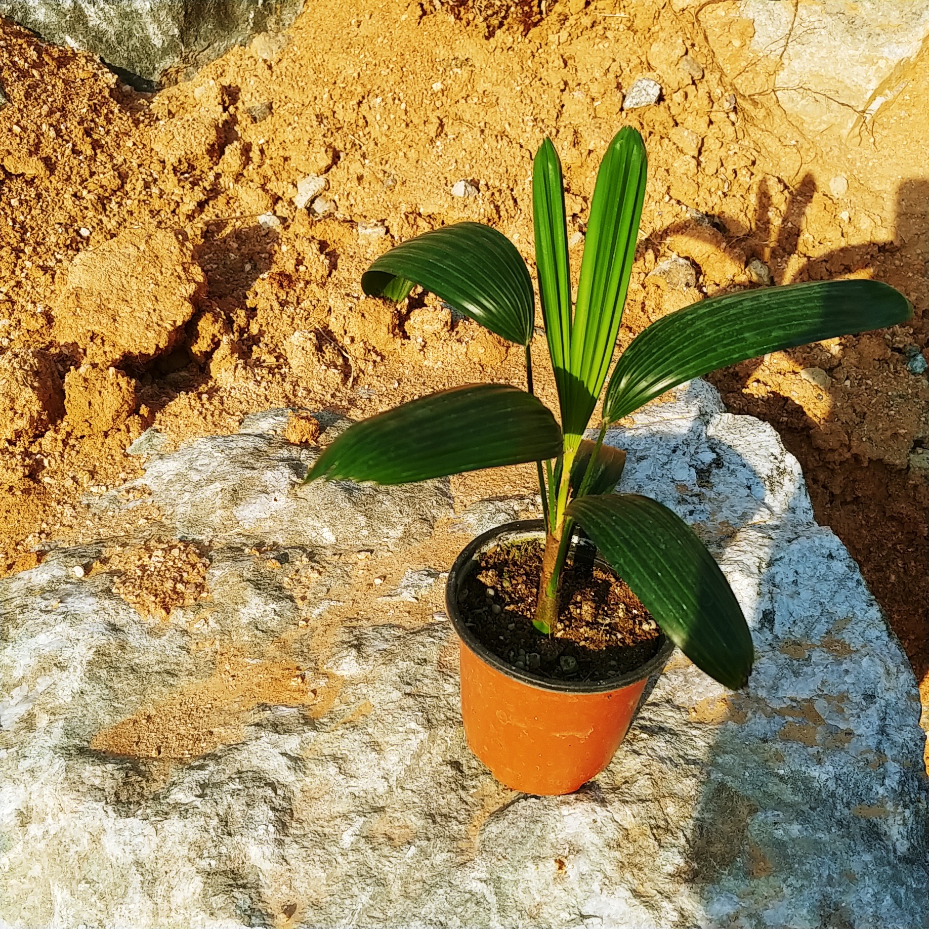 관음죽 키우기 소품 수경재배 관음죽 분갈이 종려죽 실내공기정화식물 암모니아 냄새 제거 - 메인 이미지