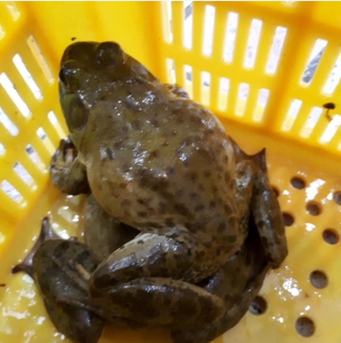 황소개구리(냉동) 4kg 식용개구리 개구리진액 - 상세 이미지 4