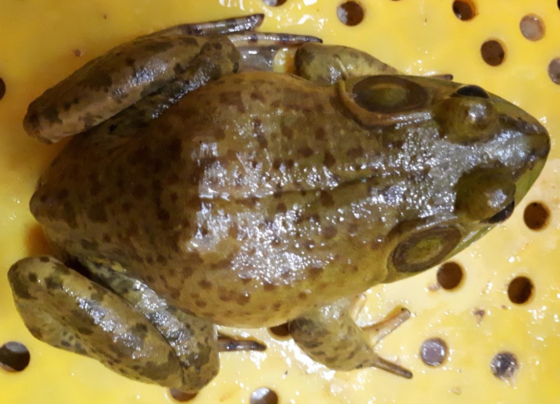 황소개구리(냉동) 4kg 식용개구리 개구리진액 - 상세 이미지 3
