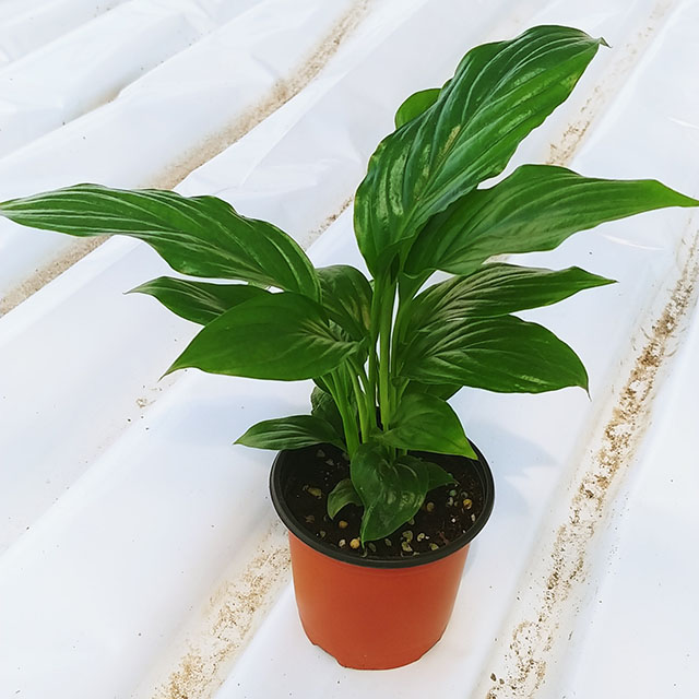 스파트필름 그늘 음지 거실 키우기 실내공기정화식물 수경재배 스파티 쉬운