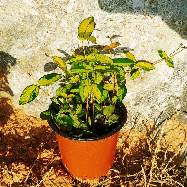 황금마삭줄 공기정화 식물 화분 - 메인 이미지