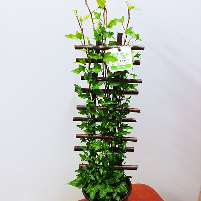 실내공기정화식물 아이비 사다리