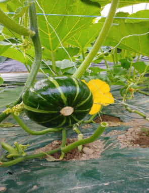 미니 밤호박 단호박 2kg 국내산