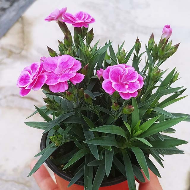 카네이션 화분 특가 색상랜덤 농장재고한정수량