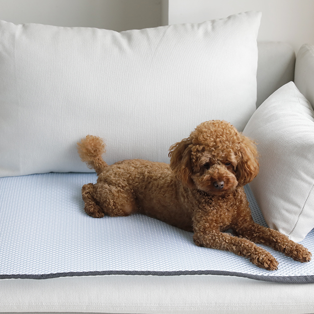 에어텍스 개시원 강아지 쿨방석 고양이 애견 여름 쿨 쿠션 SS 소형켄넬 겸용 - 상세 이미지 2