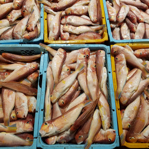 제주도 옥돔 선물세트 자반 손질 맛있게 먹은 솔직 후기 - 상품 이미지 4